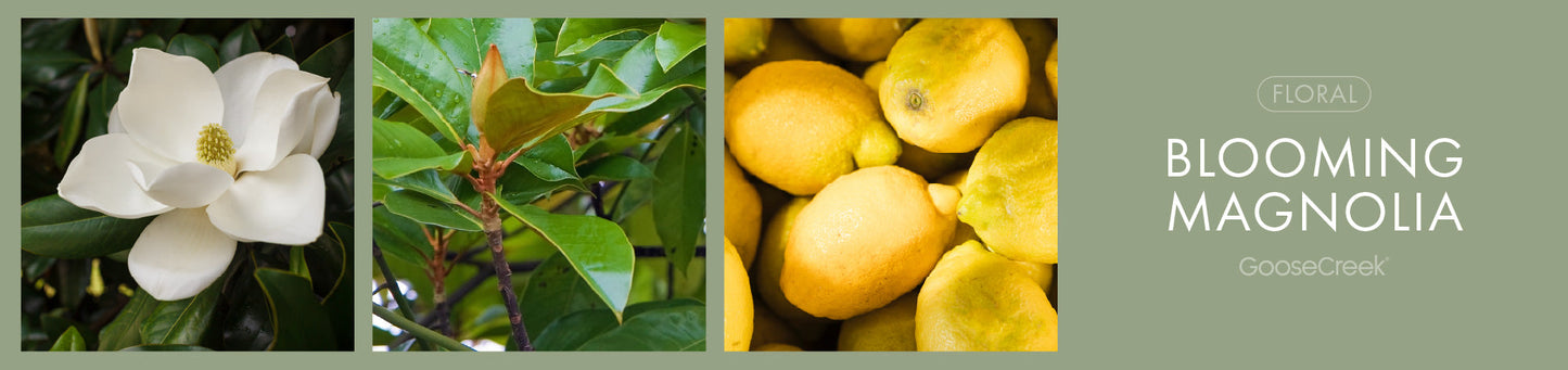 Blooming Magnolia Fragrance-Goose Creek Candle