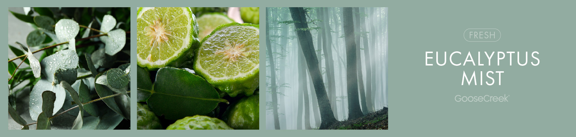 Eucalyptus Mist Fragrance-Goose Creek Candle