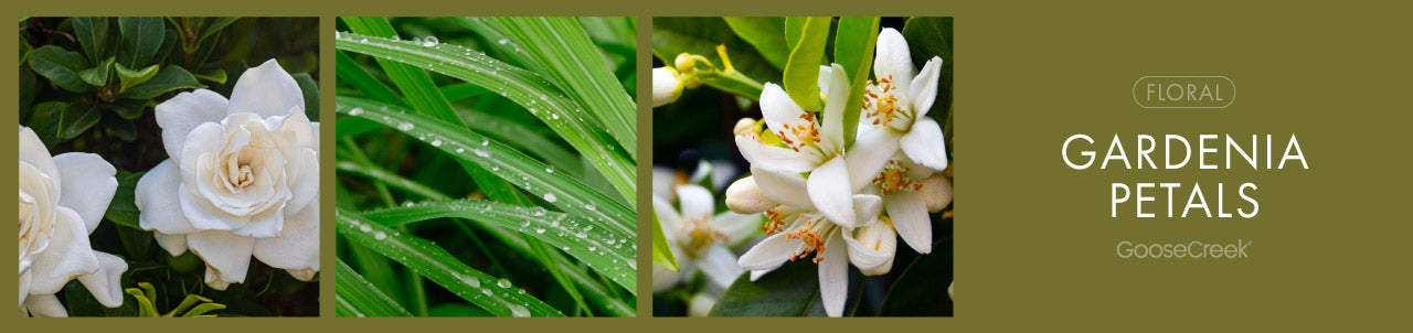 Gardenia Petals Fragrance-Goose Creek Candle
