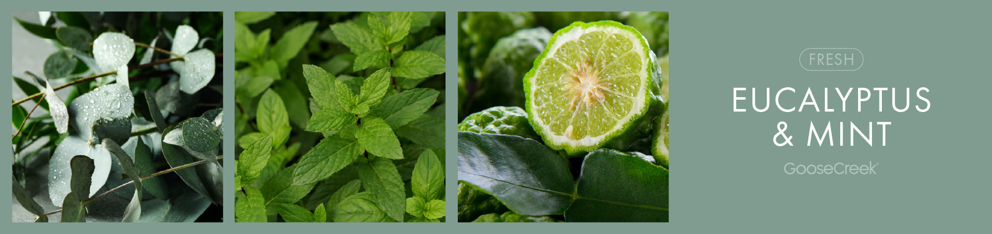 Eucalyptus Mint Fragrance-Goose Creek Candle