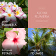 Load image into Gallery viewer, Aloha Plumeria 3-Wick Candle