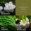 Load image into Gallery viewer, Gardenia Petals 3-Wick Candle