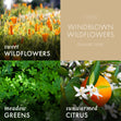 Load image into Gallery viewer, Windblown Wildflowers 3-Wick Candle