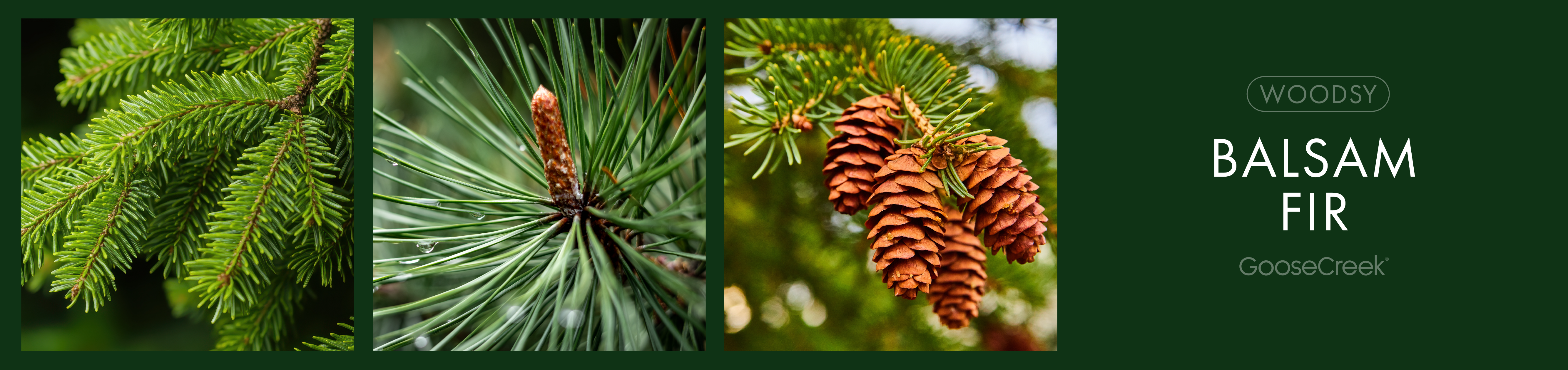 Balsam Fir Fragrance-Goose Creek Candle