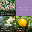 Load image into Gallery viewer, Backroad Blooms 3-Wick Candle
