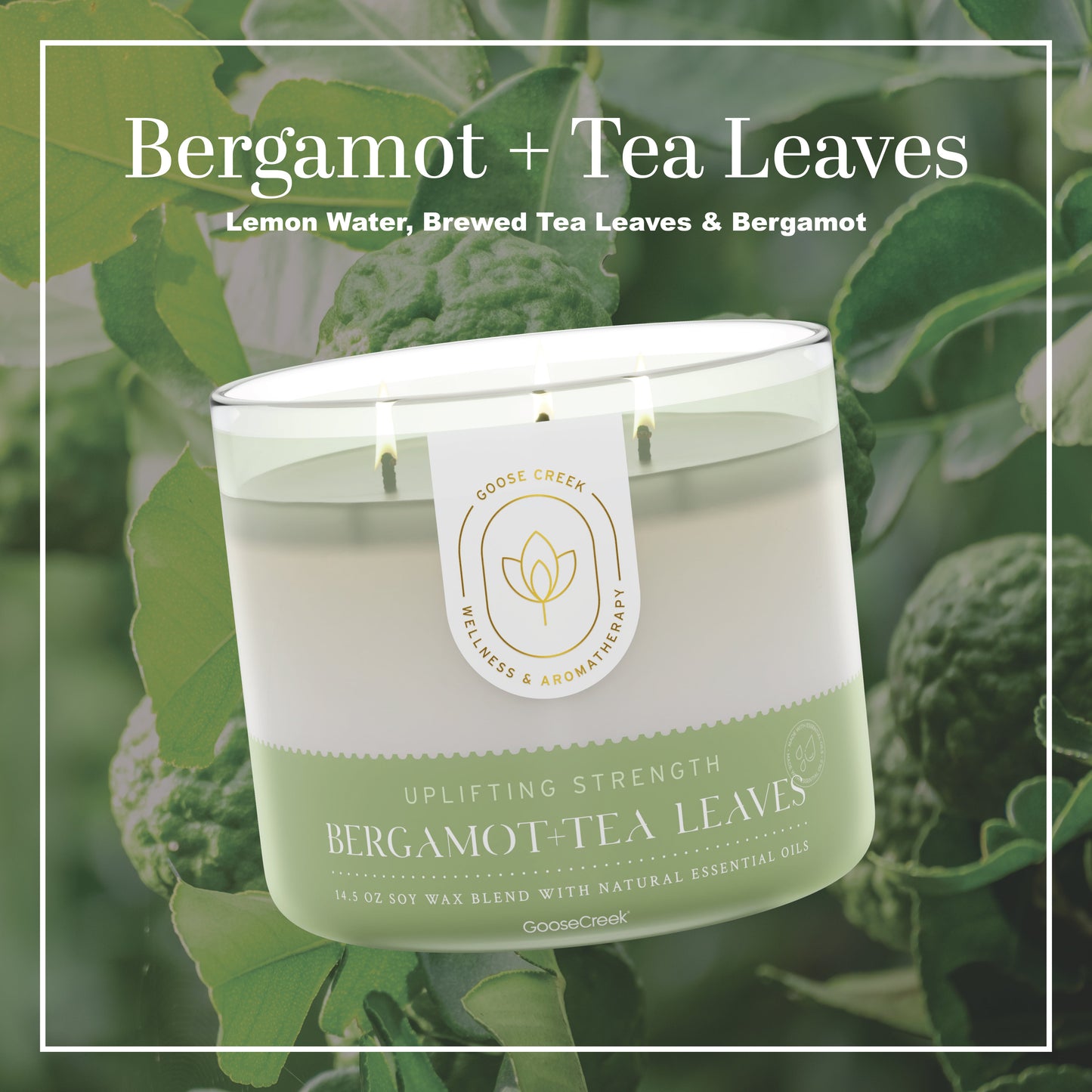 Bergamot & Tea Leaves Aromatherapy Large 3-Wick Candle