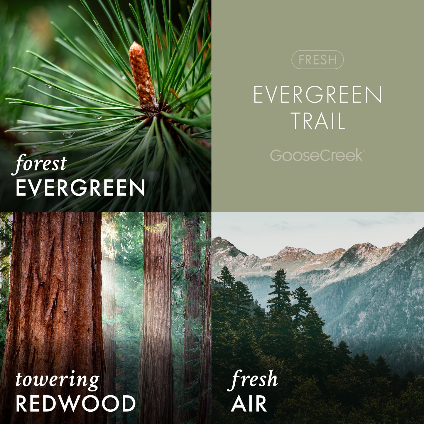 Evergreen Trail 3-Wick Candle
