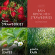Load image into Gallery viewer, Rain Drenched Strawberries 3-Wick Candle
