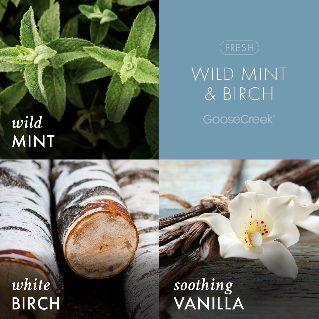 Wild Mint & Birch Aromatherapy 3-Wick Candle